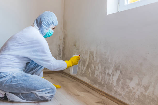 Mold inspector in Rogers performing thermal imaging