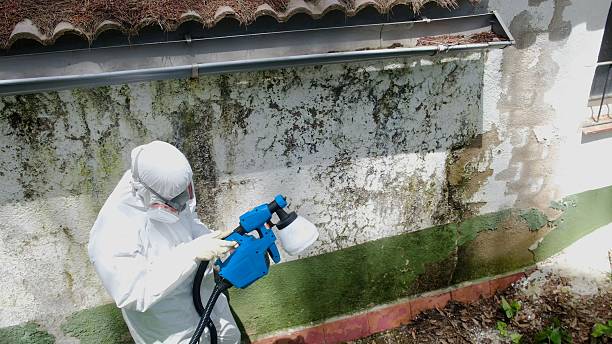Mold Remediation service in Rogers, Rogers, TX